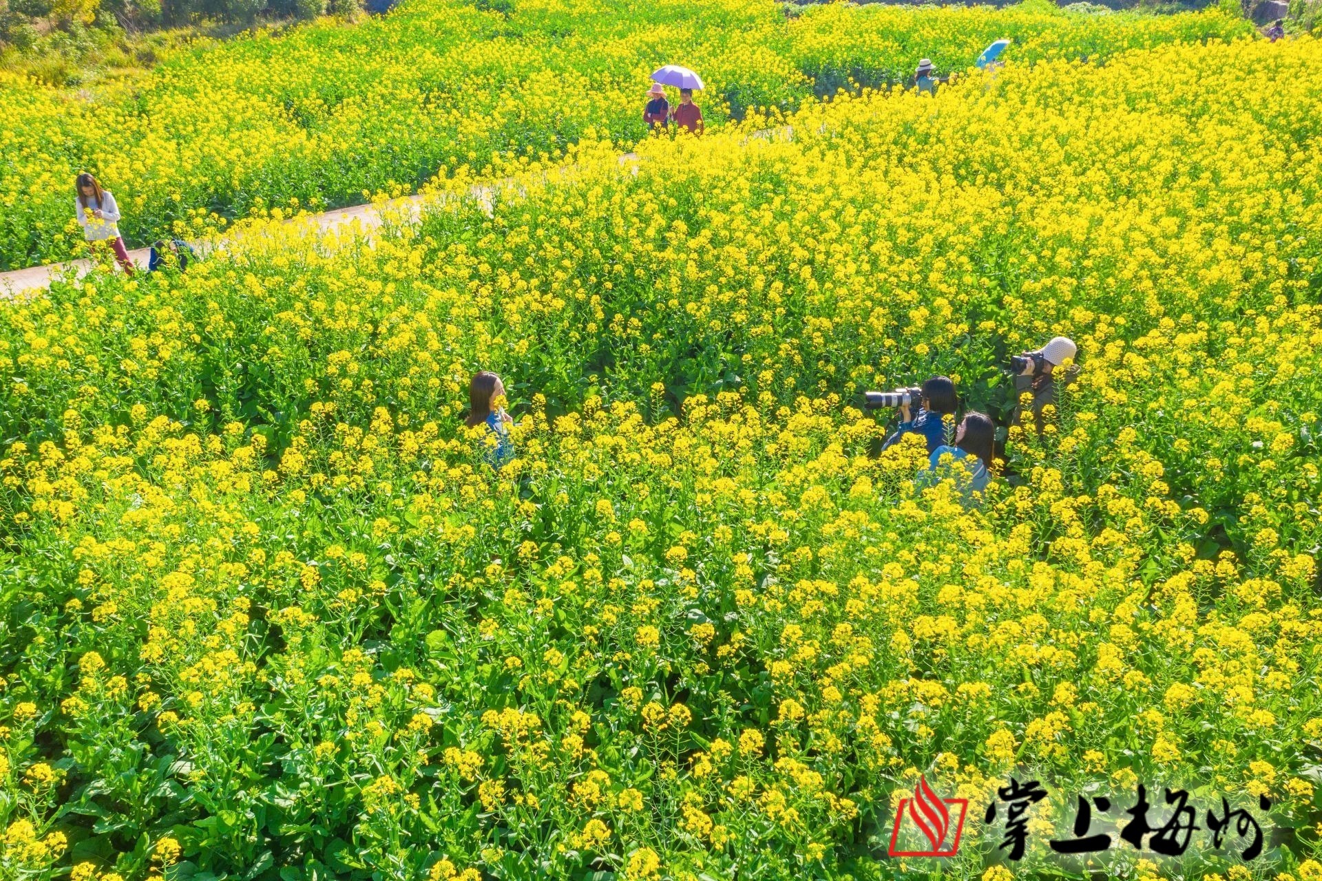 菜花黄金满堂梅州这片油菜花海等你来邂逅