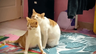 每日一笑你家的猫也是这么吃饭的吗