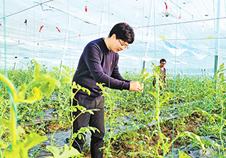 2月16日,金炳奎(左)与科研人员在育种试验棚里进行授粉.