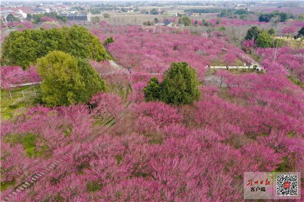 spring恒荣梅园我们一起来看看吧出来赏花吸引了不少市民,游客荆州