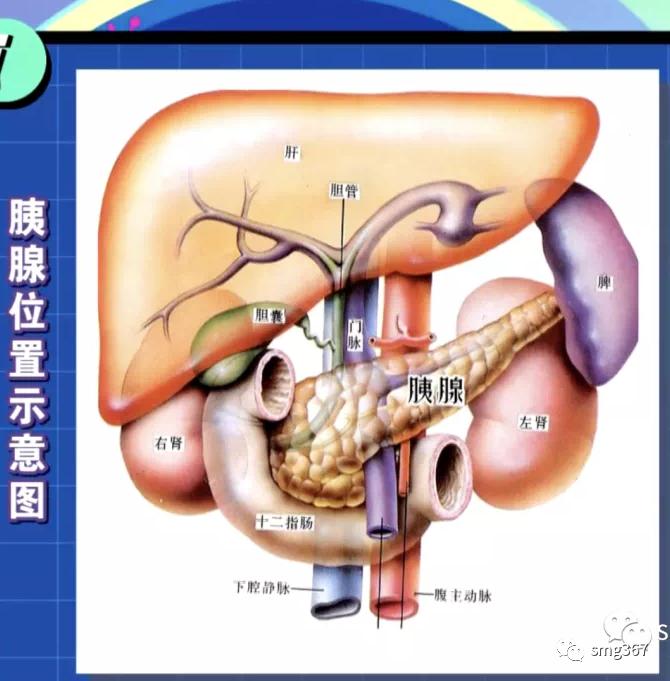 血糖高可能和胰腺癌有关_湃客_澎湃新闻-the paper