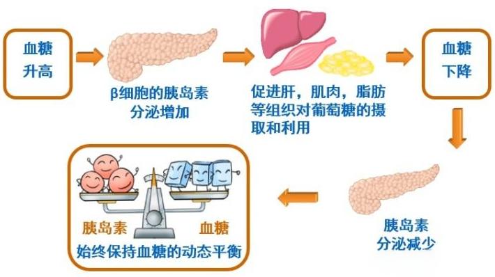 胰岛素的妈妈β细胞