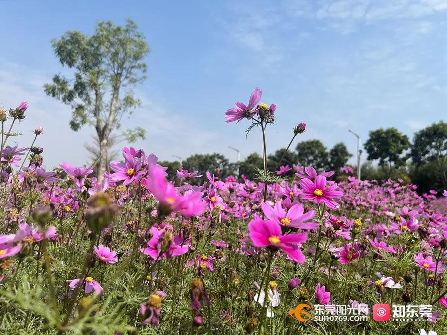 走赏花去东莞这些花海太惊艳了