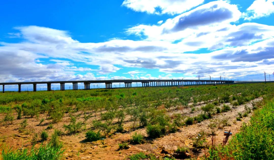 格尔木市扎实推进绿化建设筑牢城市生态底色