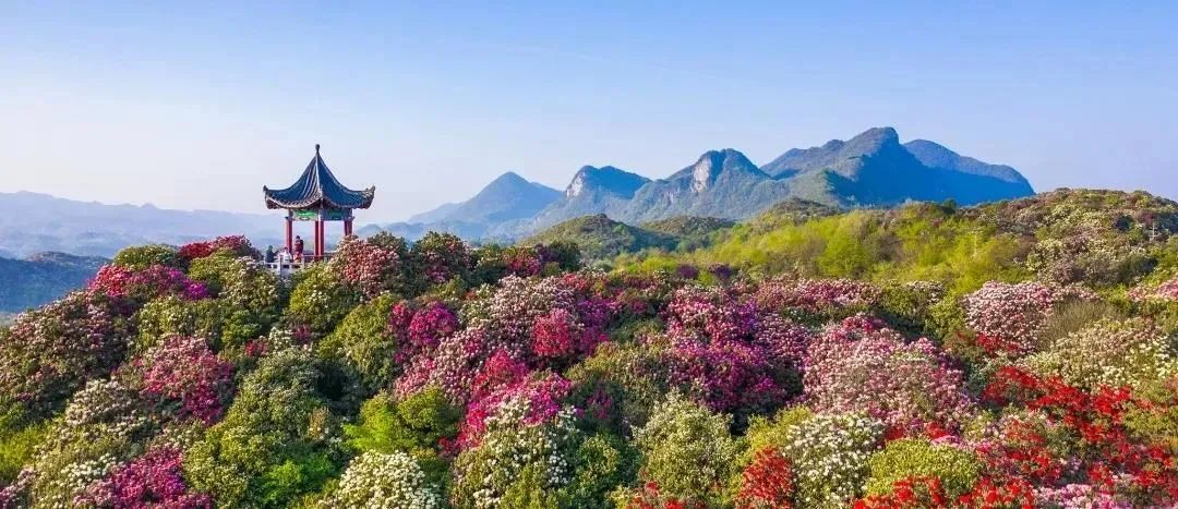 一票游3天带你沉浸式感受百里杜鹃