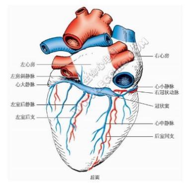 心脏的血管,包括冠状动脉及其各级分支和各级静脉血管,又称冠脉循环