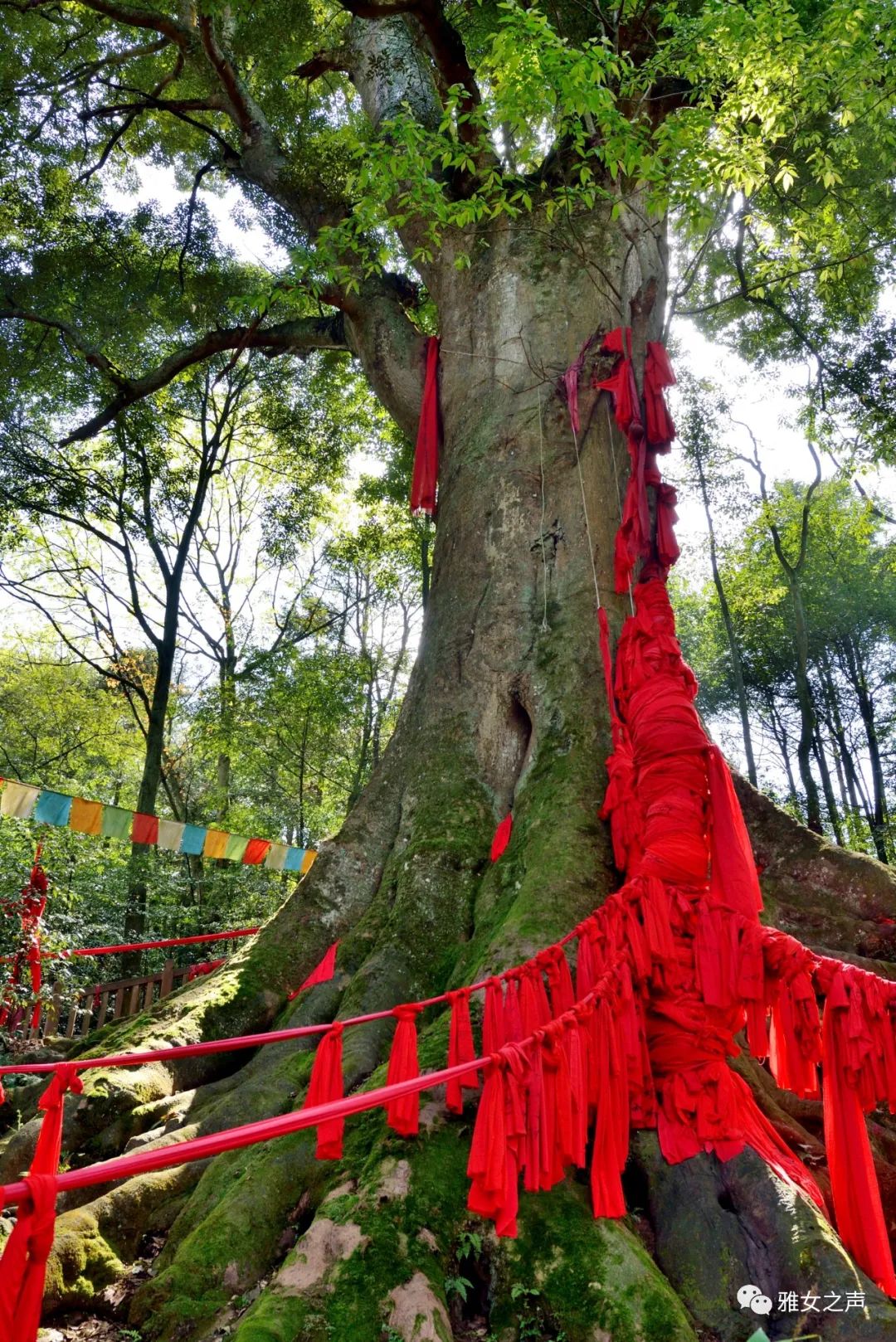 关于组织开展三八国际妇女节红豆相思谷踏青的倡议书