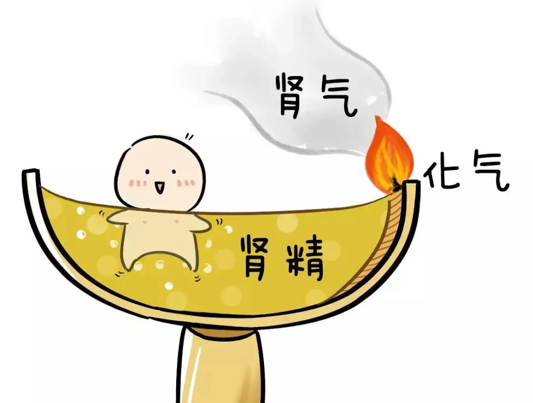 肾主水液;肾主纳气;肾在体为骨,主骨生髓,其华在发;肾其位为北方,其色