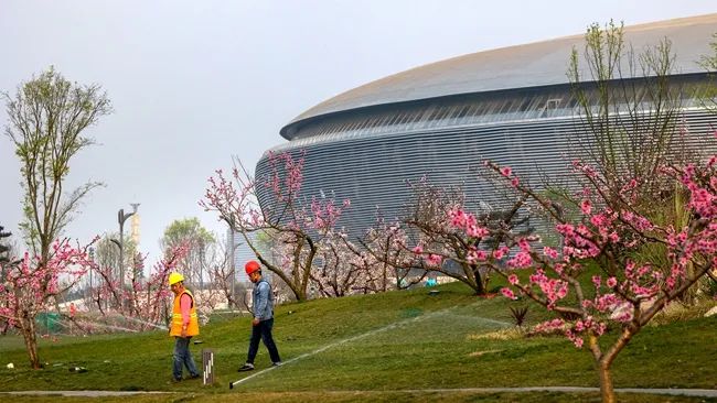 其实,不仅仅是龙泉山,作为龙泉驿的新晋地标,东安湖公园的桃花也是