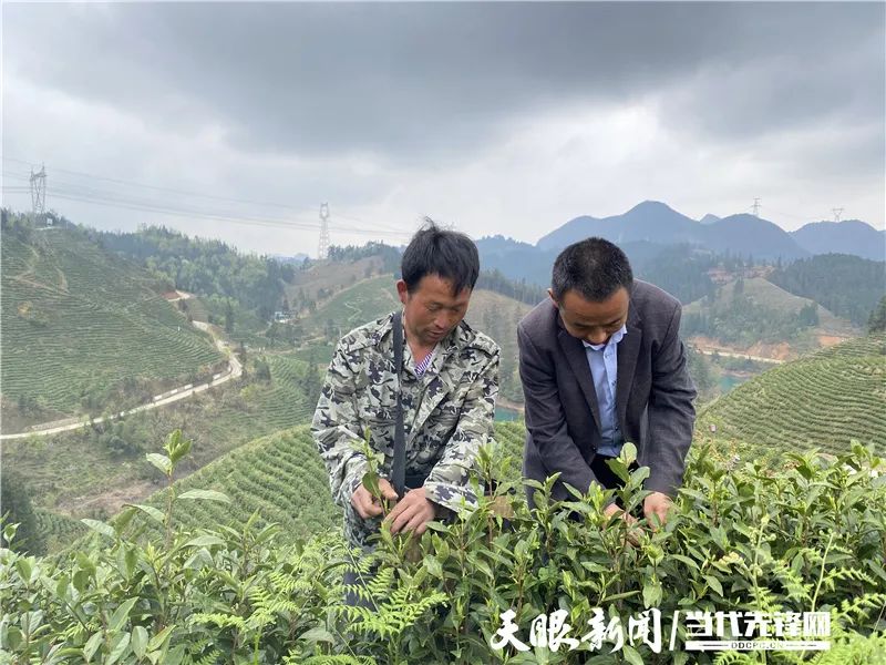 站在山顶,靛山村高坡组村民罗文福背着小背篓,手指快速在茶青和箩筐