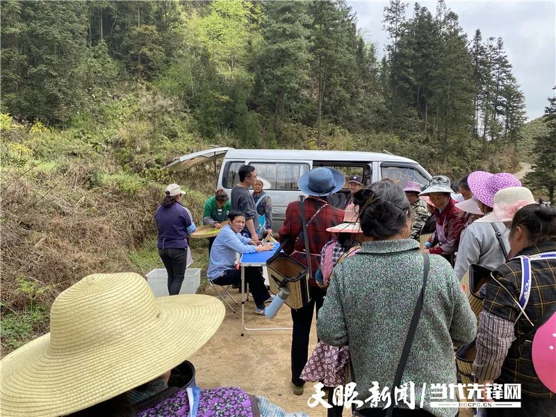 魏菜英便和十余个村民相约来到茶山采茶,像她一样从马场镇来到靛山村