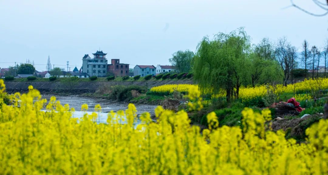 摄东白山脚,春江水暖鸭先知 融媒体记者 蔡东森 摄布谷湖油菜花绽放