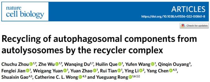科技前沿华中科大荣岳光课题组揭示自噬体外膜成分循环