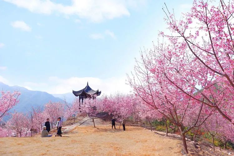 温州樱花园(原名:雁楠逸园),位于永嘉县鹤盛镇下家岙村过路滩的雁楠