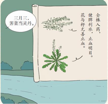 中医药文化荠菜赛仙丹的迎春护生草