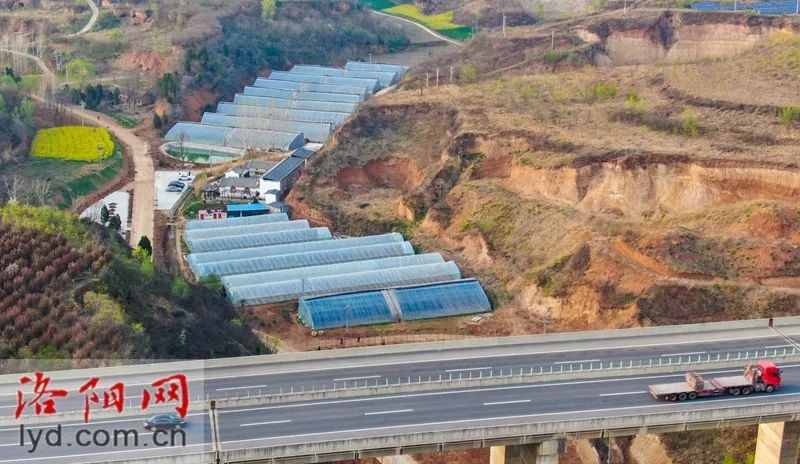 近日,在宜阳县香鹿山镇东韩村蔬菜种植基地,村民正在西红柿大棚内进行