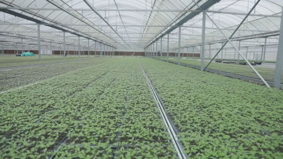 是目前关岭最大的现代化蔬菜种苗培育基地,有现代化蔬菜育苗大棚3栋
