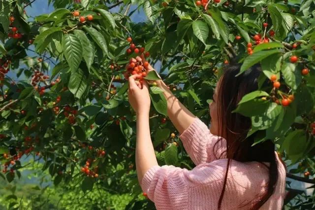 寻味宜昌丨甜蜜暴击承包你一年四季的水果自由