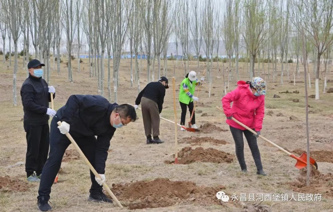 永昌县河西堡镇植树不负春光生态浸润人心