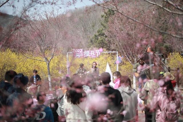 樱樱樱樱樱百年樱花会今朝再相会