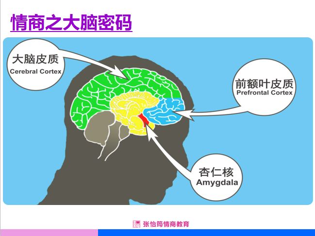 要调节情绪,我们首先要做的就是安抚杏仁核,让大脑恢复理性思考.