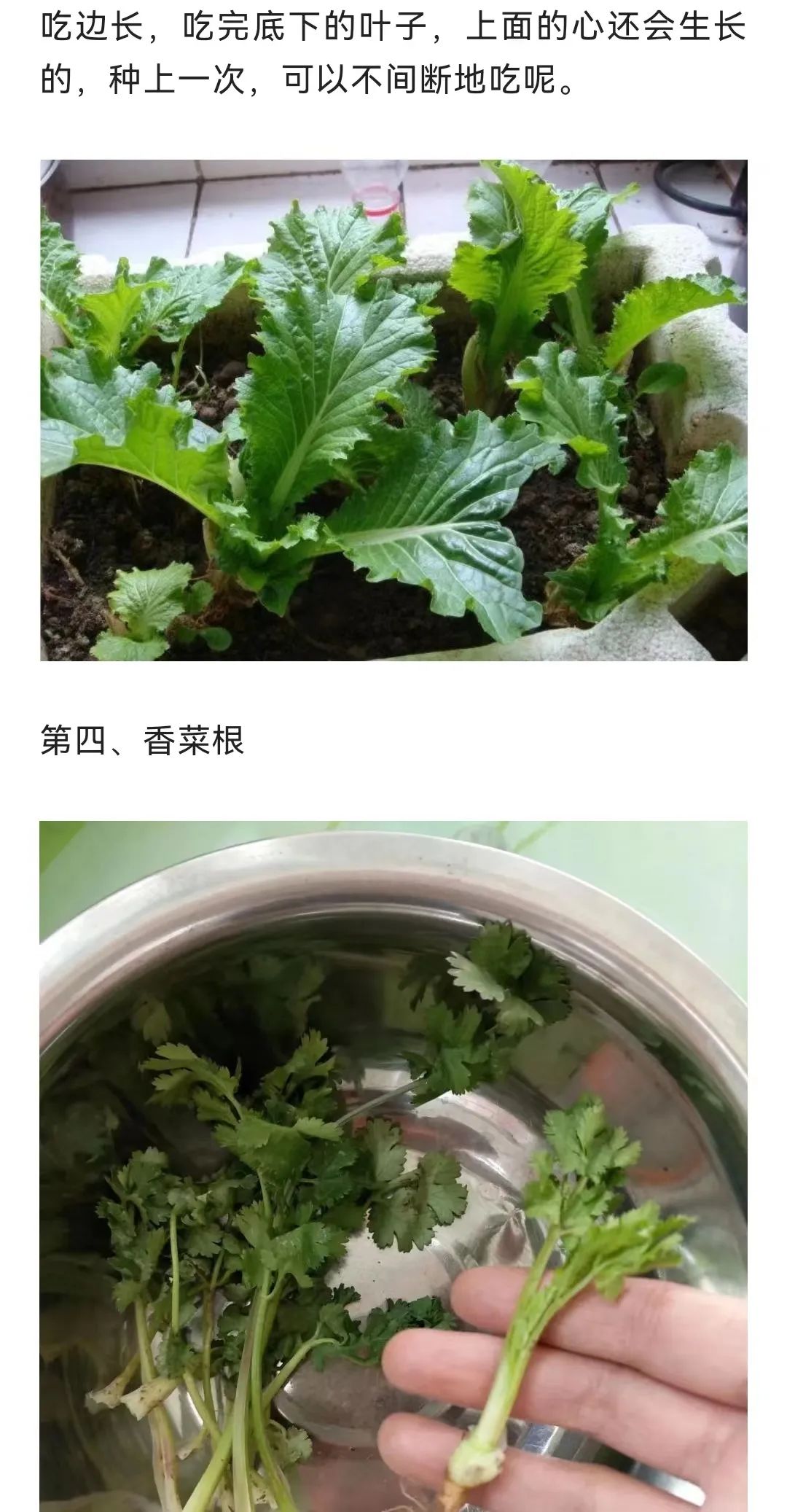 巾帼学农4种小菜根吃完不要扔埋在花盆里半个月又长出新蔬菜