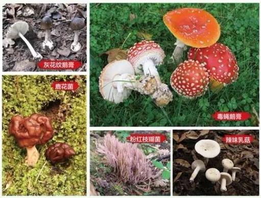 在我国,造成中毒的毒蘑菇种类主要集中在鹅膏属,环柄菇属,盔孢伞属