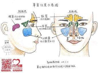 一:鼻窦的位置和作用在鼻腔的周围,还对称地分布着四对充满气体的腔道
