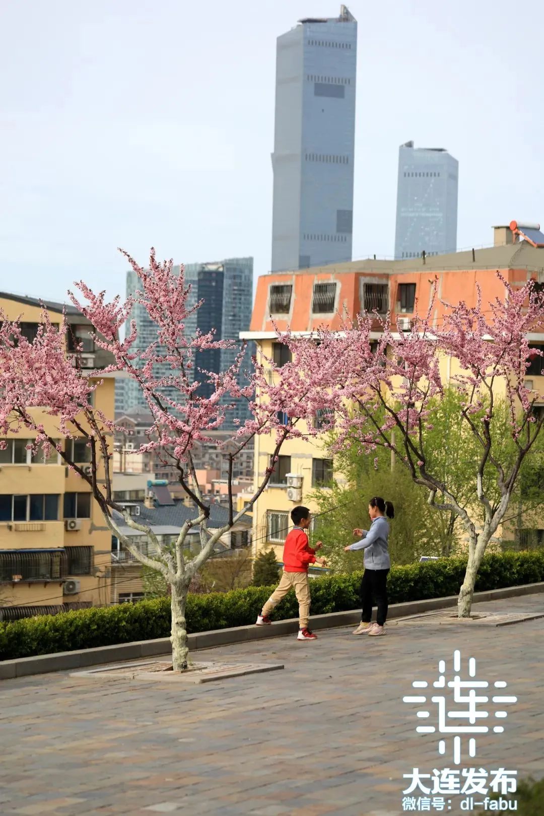 果林公园的登山小路被迎春花装扮成金色的花路,文苑广场纪念街路边花