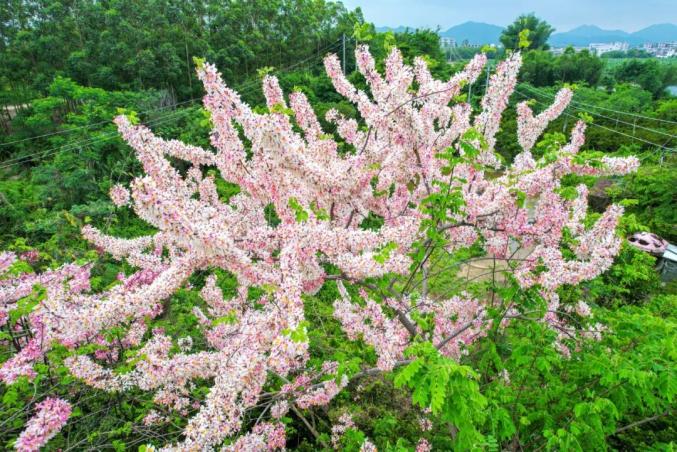 芳菲四月江门樱花盛开