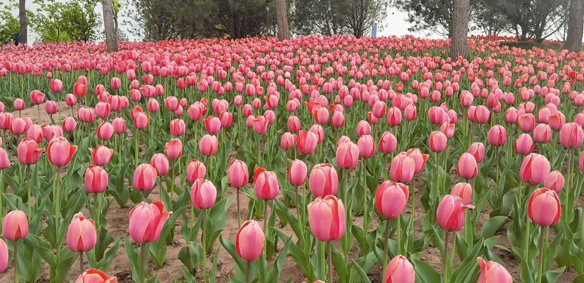 太原晋阳湖公园郁金香花展吸引大批市民参观