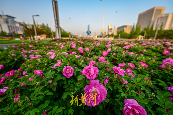 在泉城广场的绿化带内,随着郁金香赏花季的远去,又迎来济南市花玫瑰的