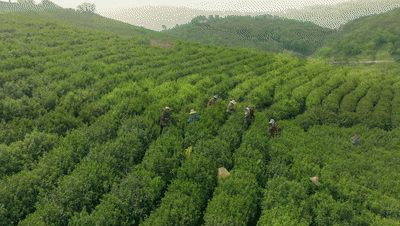 藏不住了滁州这个山村竟然有片金叶子快来围观