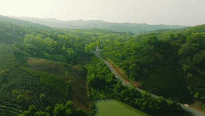 藏不住了滁州这个山村竟然有片金叶子快来围观