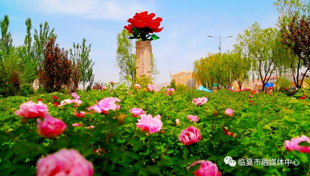 五一游园赏花正当时临夏市百亩牡丹竞相盛开