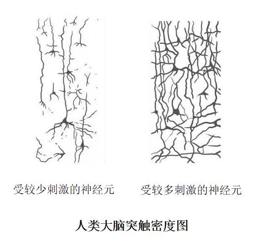 孩子探索世界的行为,也在刺激大脑神经元网络的发展.