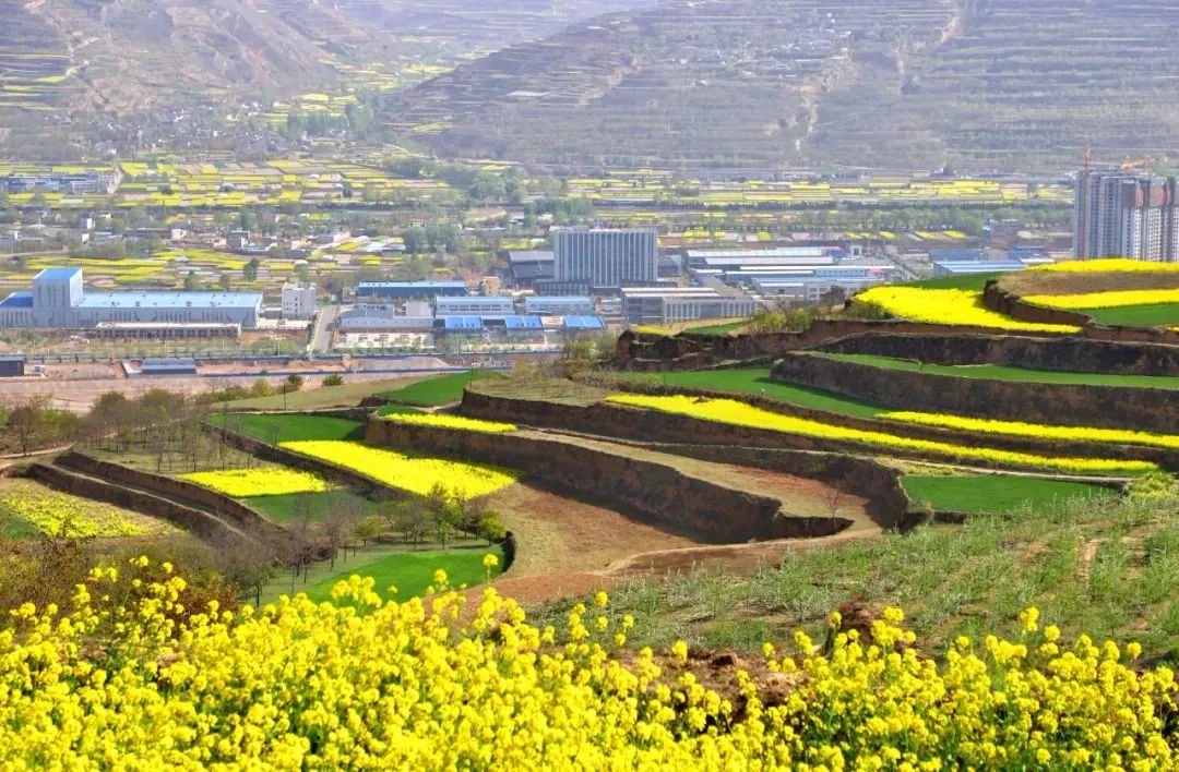 遍地金黄天水武山最美油菜花已上线