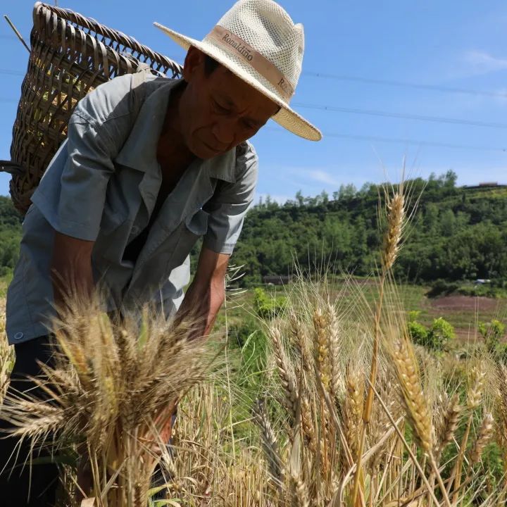 风吹麦浪满地金木耳镇首批有机小麦喜获丰收