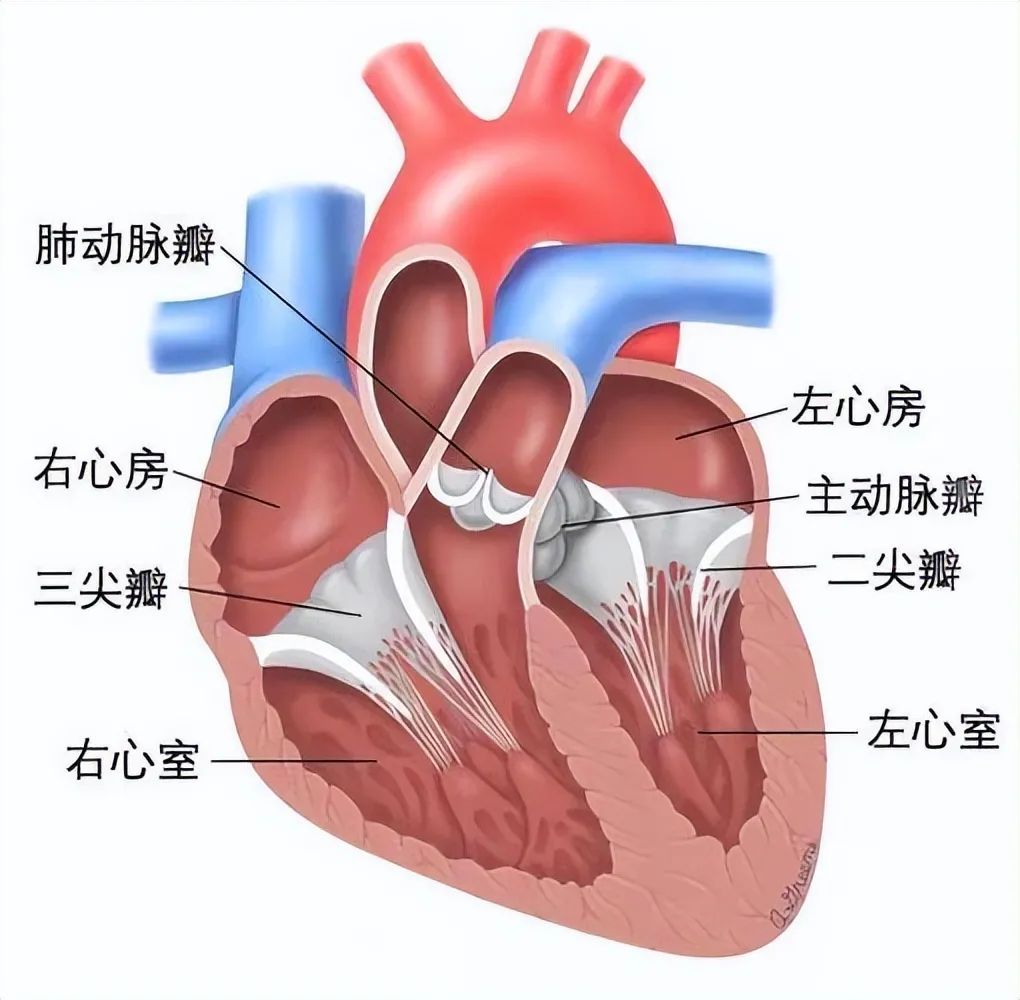心脏三尖瓣反流 澎拜新闻