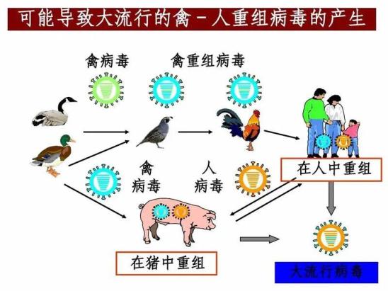 禽流感不止感染禽