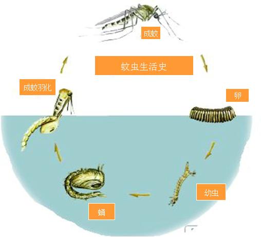 营养供卵发育,卵成熟后被雌蚊产于水面,在水中孵化成幼虫(又称孑孓)