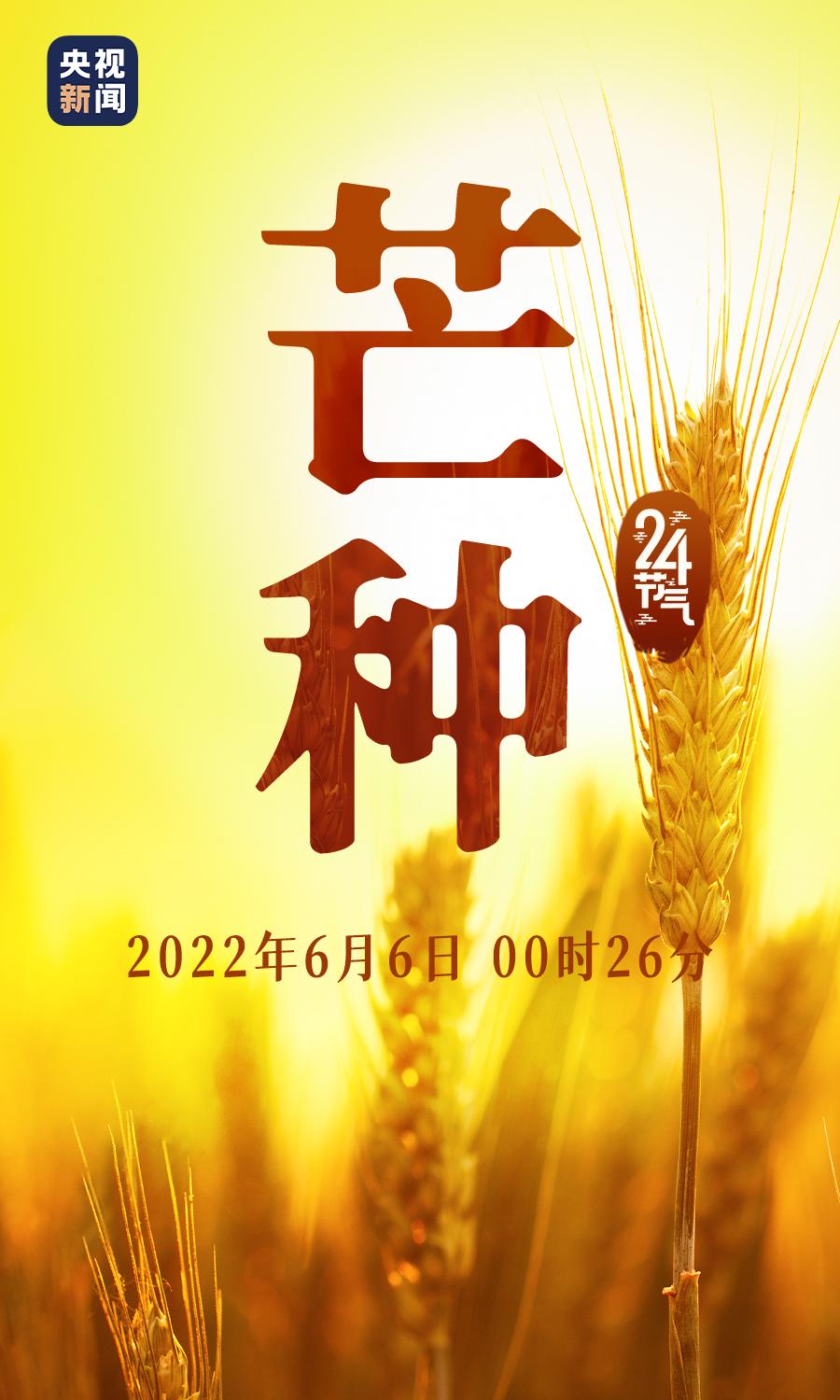 中国国家地理↓北方麦黄,江南梅熟此时节,仲夏已至迎来"芒种"节气