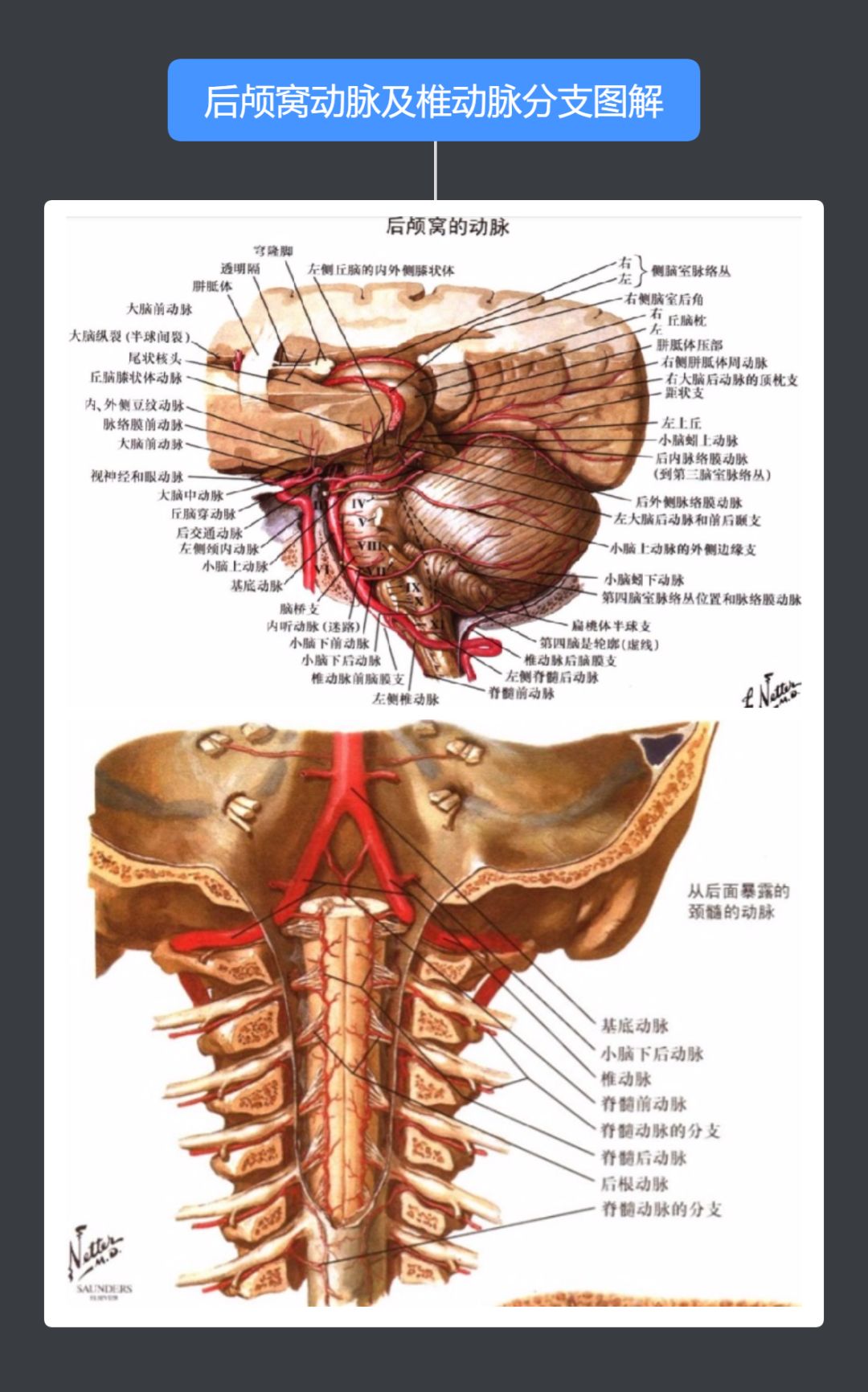 脑血管解剖思维导图第二期快快收藏