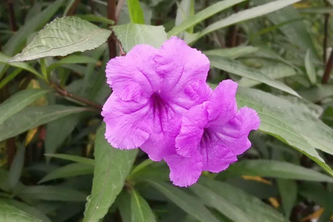 床科芦莉草属草本植物,又叫翠芦莉,叶子暗绿狭长,花色是深邃的蓝紫色