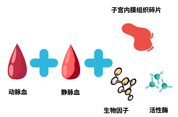 动脉血,颜色呈鲜红色,含氧量较高;3/4动脉血,1/4静脉血 子宫内膜组织