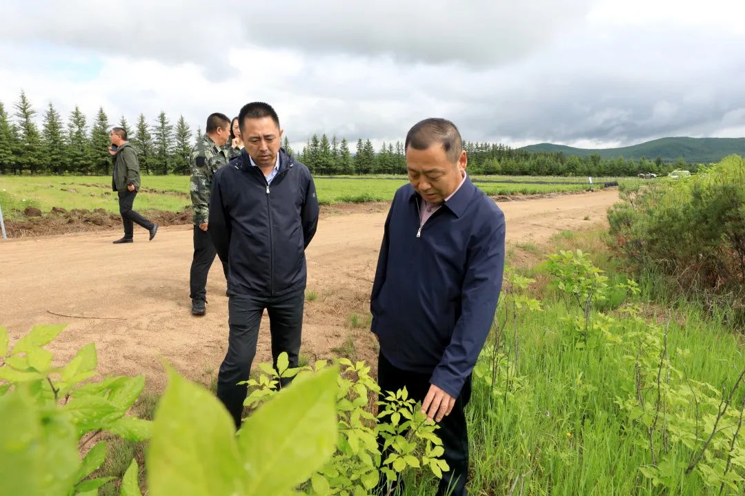 加林要闻刘憬明深入古里苗圃调研保障性苗圃建设情况