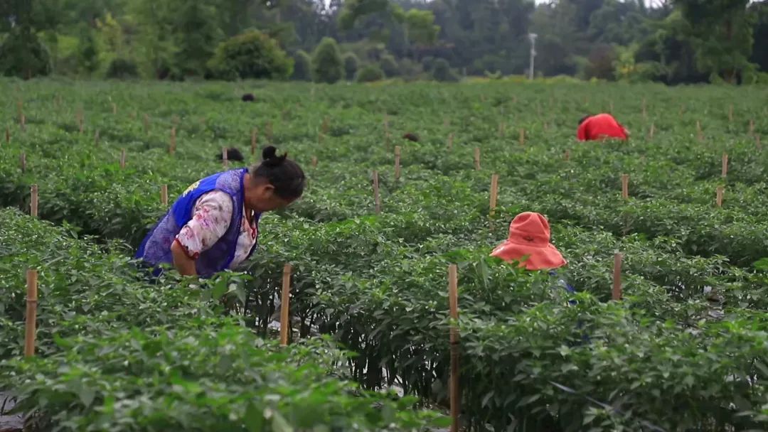 在安德街道棋田村的郫县豆瓣农庄辣椒种植基地,通过科学规范化种植