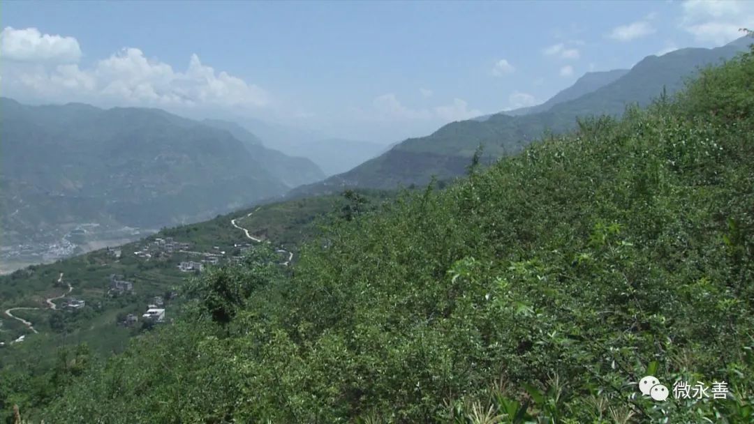 走进务基镇务基社区的田间地头,花椒香麻味扑鼻而来.