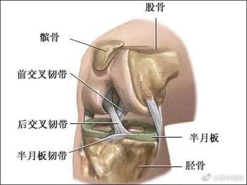 半月板,前交叉韧带,后交叉韧带,内外侧副韧带,以及髌股韧带,后内后外