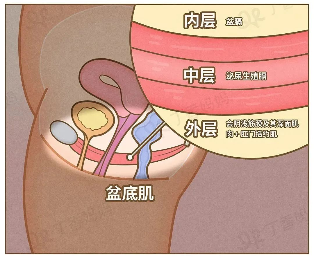 盆底肌共三层,包括外层的会阴浅筋膜及其深面的 3 对肌肉及括约肌